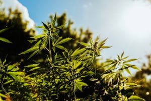 Climate change: hemp can lock in carbon 