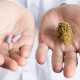 Medical cannabis prescriptions: A pair of hands being held out. One hand has pink and blue pills in the palm and the other has cannabis flower. The person wears a white lab coat