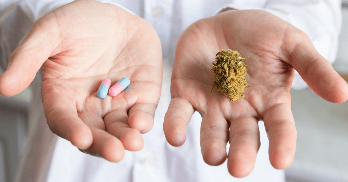 Medical cannabis prescriptions: A pair of hands being held out. One hand has pink and blue pills in the palm and the other has cannabis flower. The person wears a white lab coat