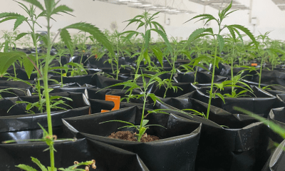 British cannabis Group: A series of green cannabis plants in a small black plastic bags in white grow room