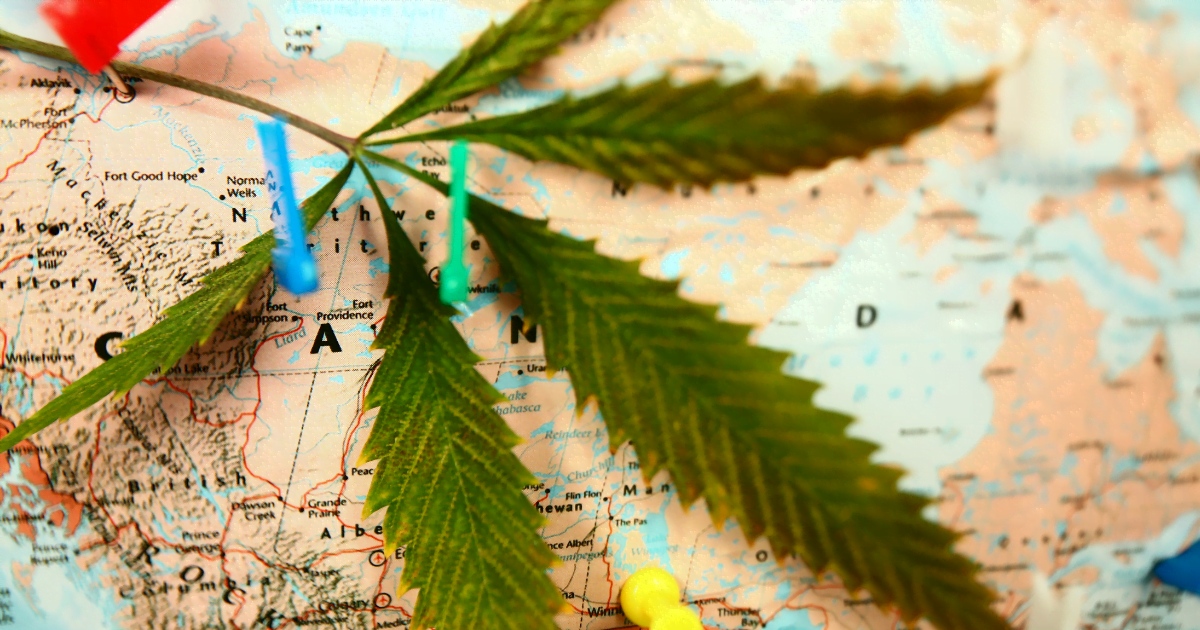 Accomodation: A cannabis leaf lies on top of a map of Canada. The map has pins in it where people have mapped their plans to travel