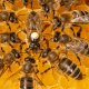 Bees: A swarm of bees on bright yellow honeycomb