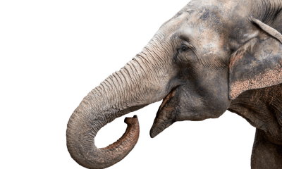 Large animals: A photo of a grey elephant with an open mouth against a white background