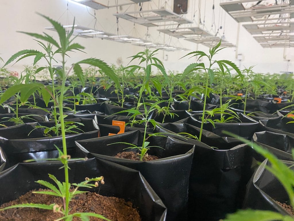 British cannabis Group: A series of green cannabis plants in a small black plastic bags in white grow room