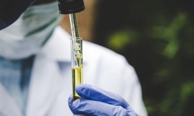 The researchers' hands are pouring hemp oil into a science glass tube. That will lead to the conceptual experiment of alternative medicine, medicine, experimental medicine research closer.