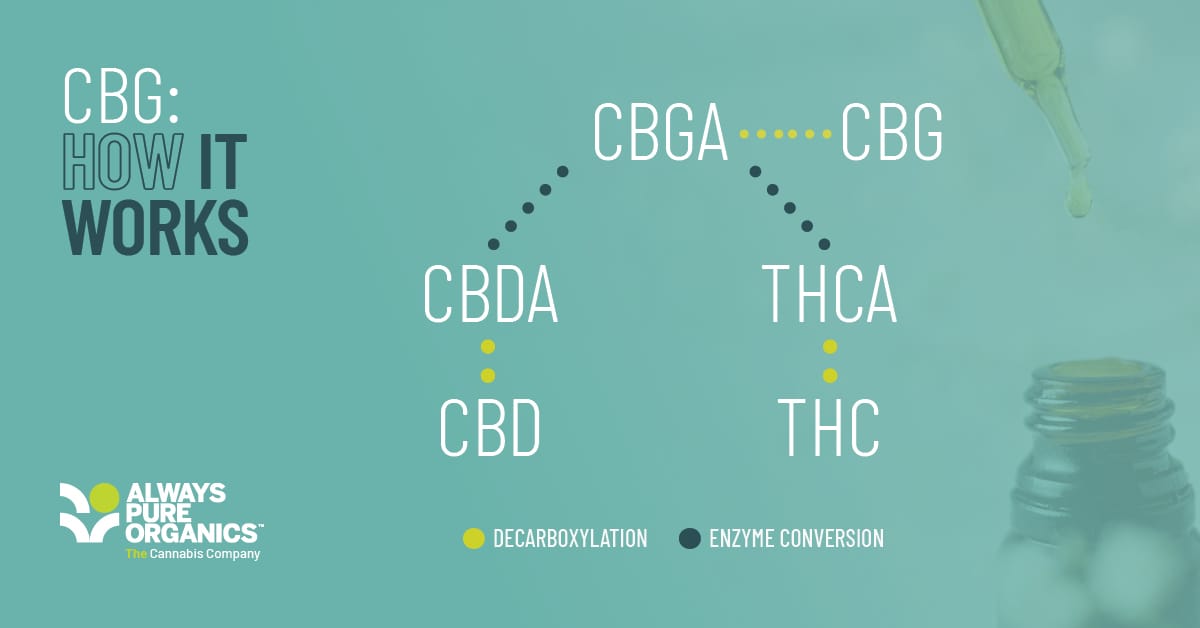 CBG: A diagram on CBG