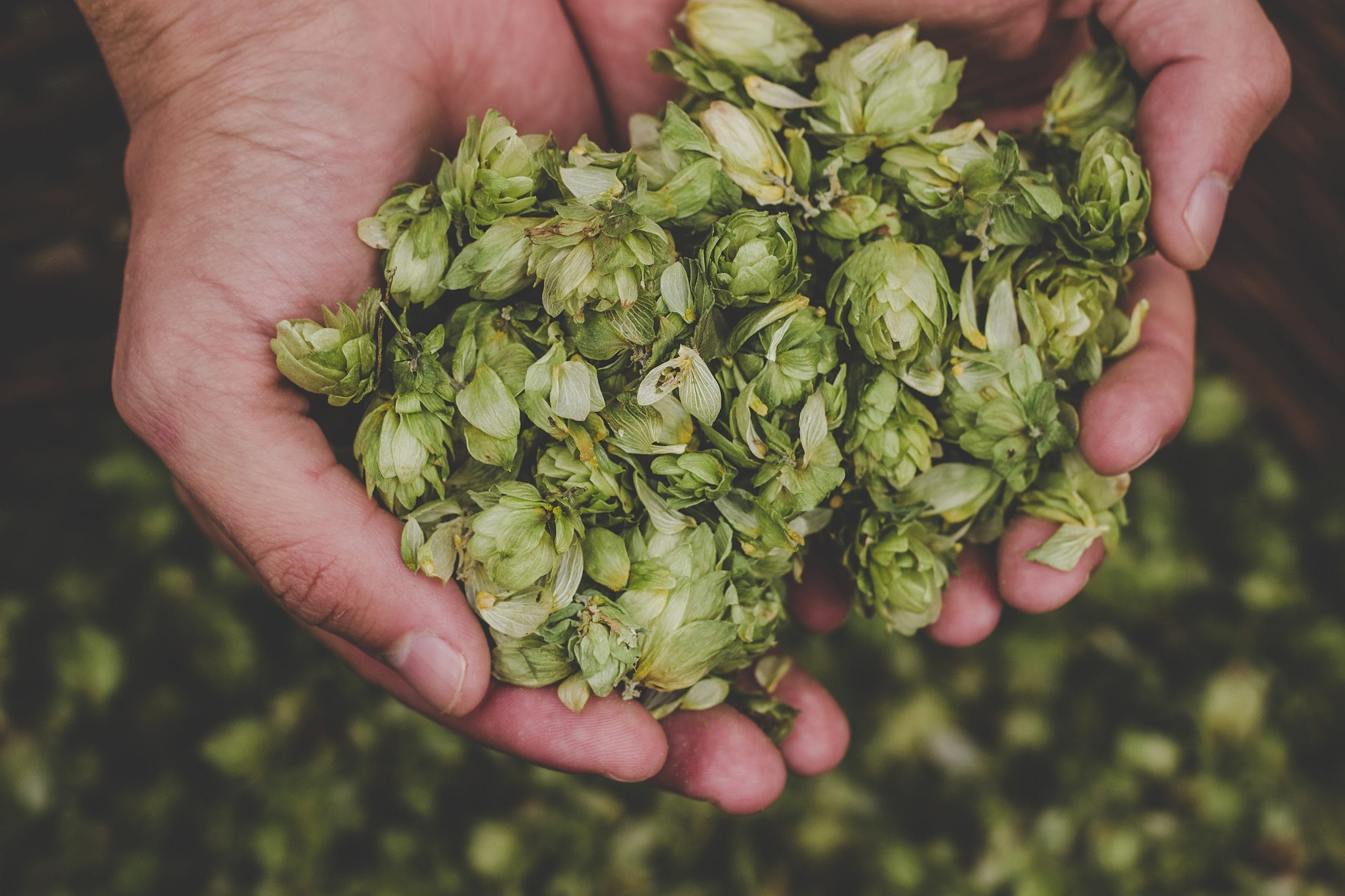 Terpenes: A handful of hops