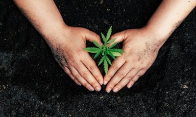 Medical cannabis grow your own petition