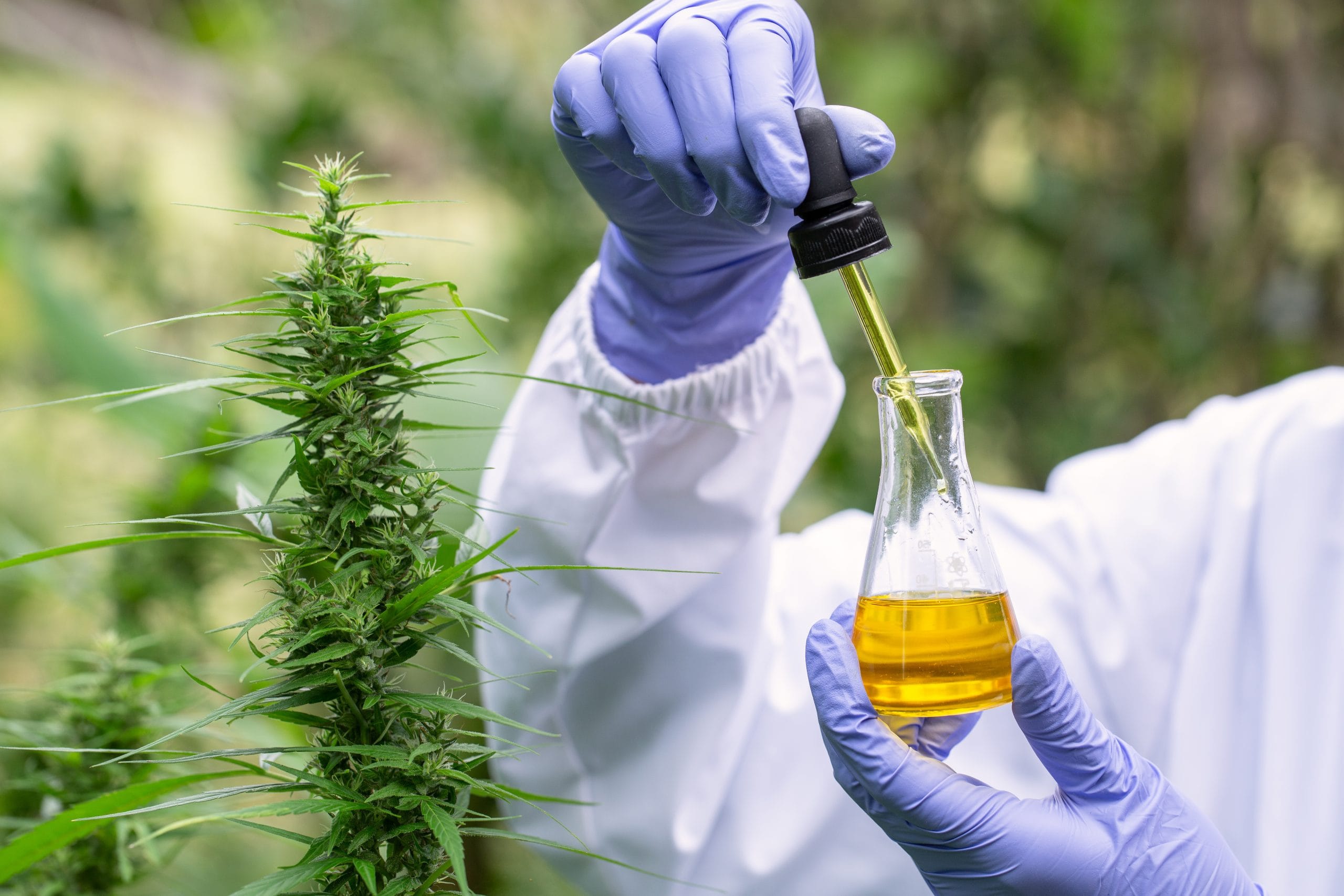 COVID: A scientist testing hemp and CBD oil