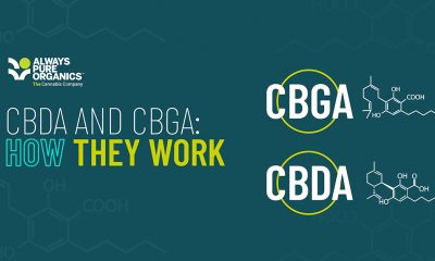 CBDA and CBGA - how do they work?
