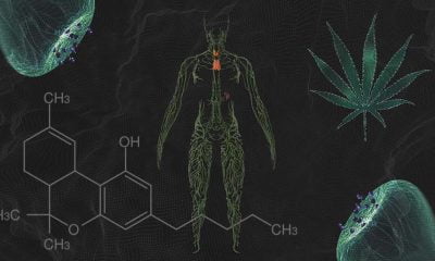 Juicy Fields: What you should know about cannabis and drug interactions