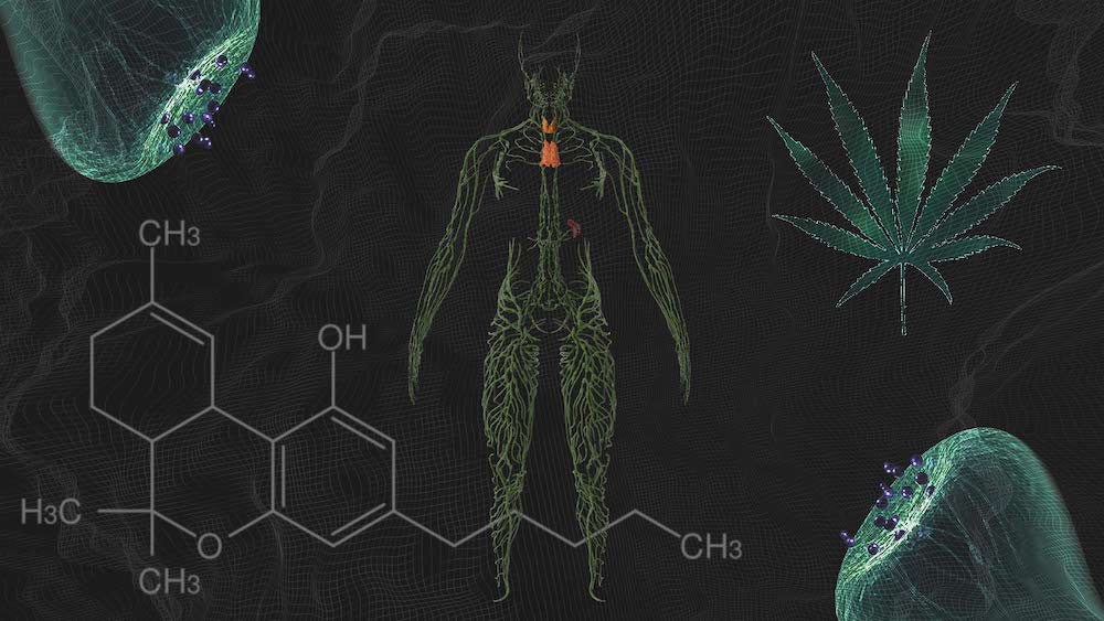 Juicy Fields: What you should know about cannabis and drug interactions