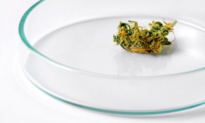 Five recent cannabis studies to know about