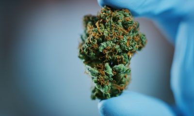 The latest medical cannabis research to have on your radar