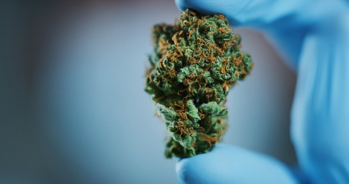 Five new cannabis studies to have on your radar