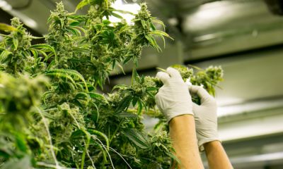 US bill to expand medical cannabis research