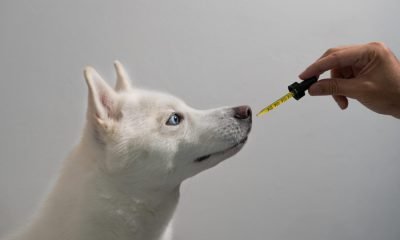 Innocan CBD in dogs study