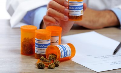 medical cannabis programmes
