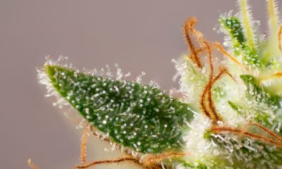 What are the therapeutic benefits of terpenes?