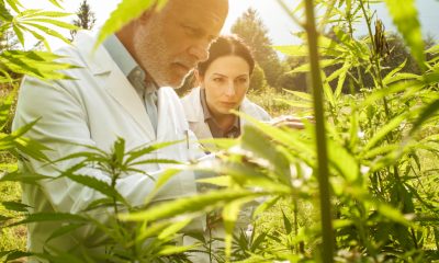 Five new medical cannabis studies to know about