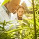 Five new medical cannabis studies to know about