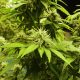 Lyphe Group to acquire European cannabis manufacturer, Materia