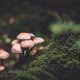 UK's first certified mushroom supplements - what are the benefits?