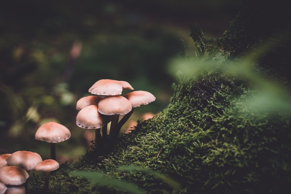 UK's first certified mushroom supplements - what are the benefits?