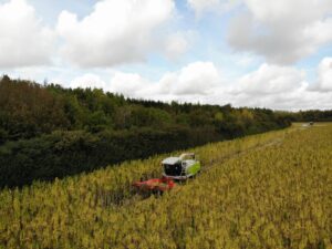Harvester moving through a field of hemp
