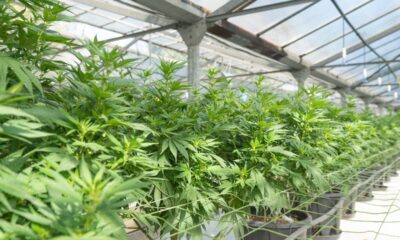 Medicinal cannabis cultivation facility