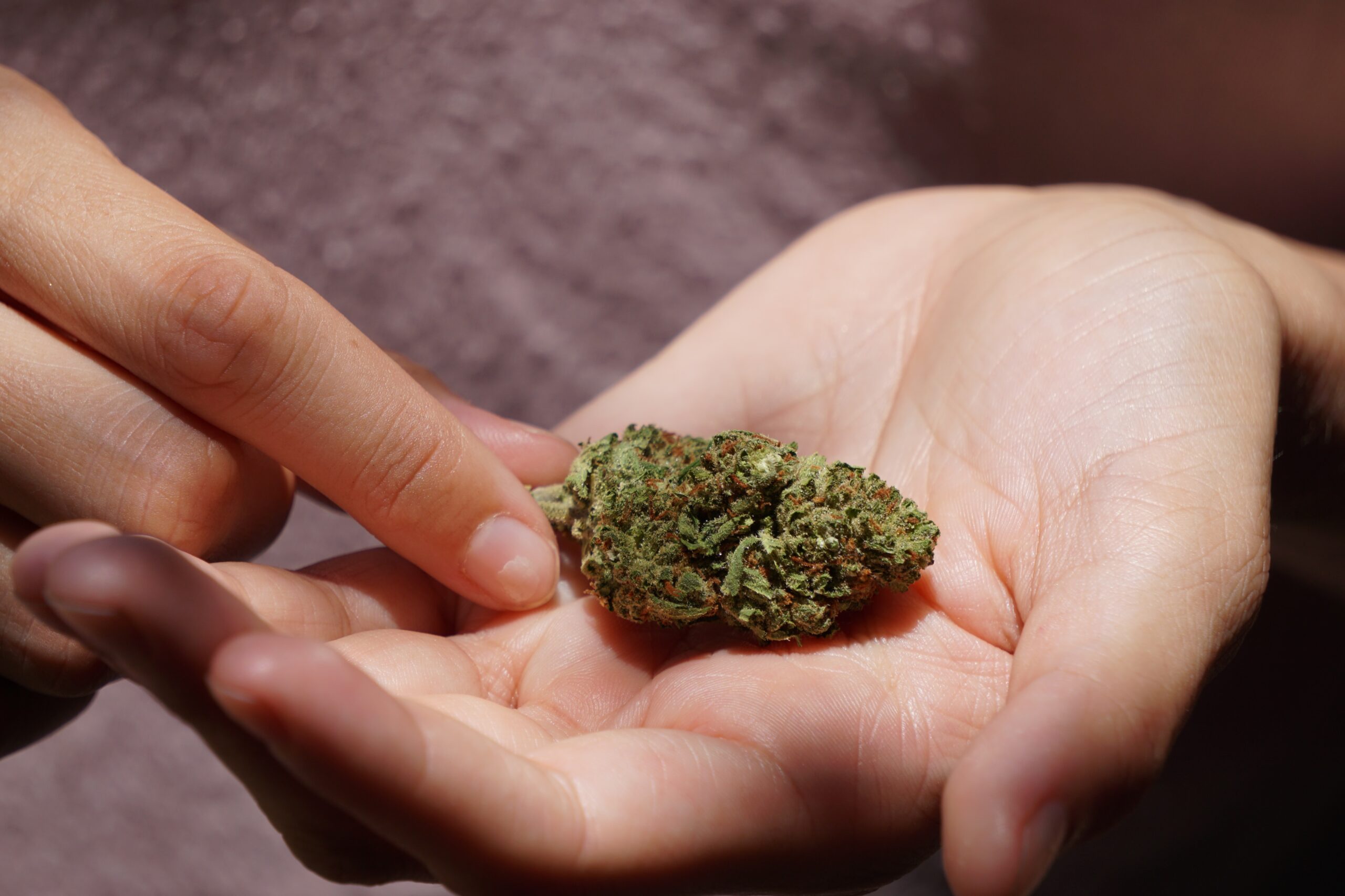 close up of woman holding cannabis flower