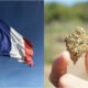 France overturns ban on sale of CBD hemp flower – what you need to know
